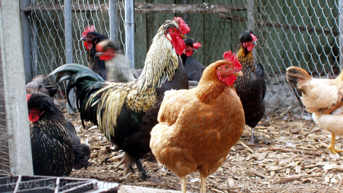 Chickens that drink untreated water don’t grow as fast as poultry given ...